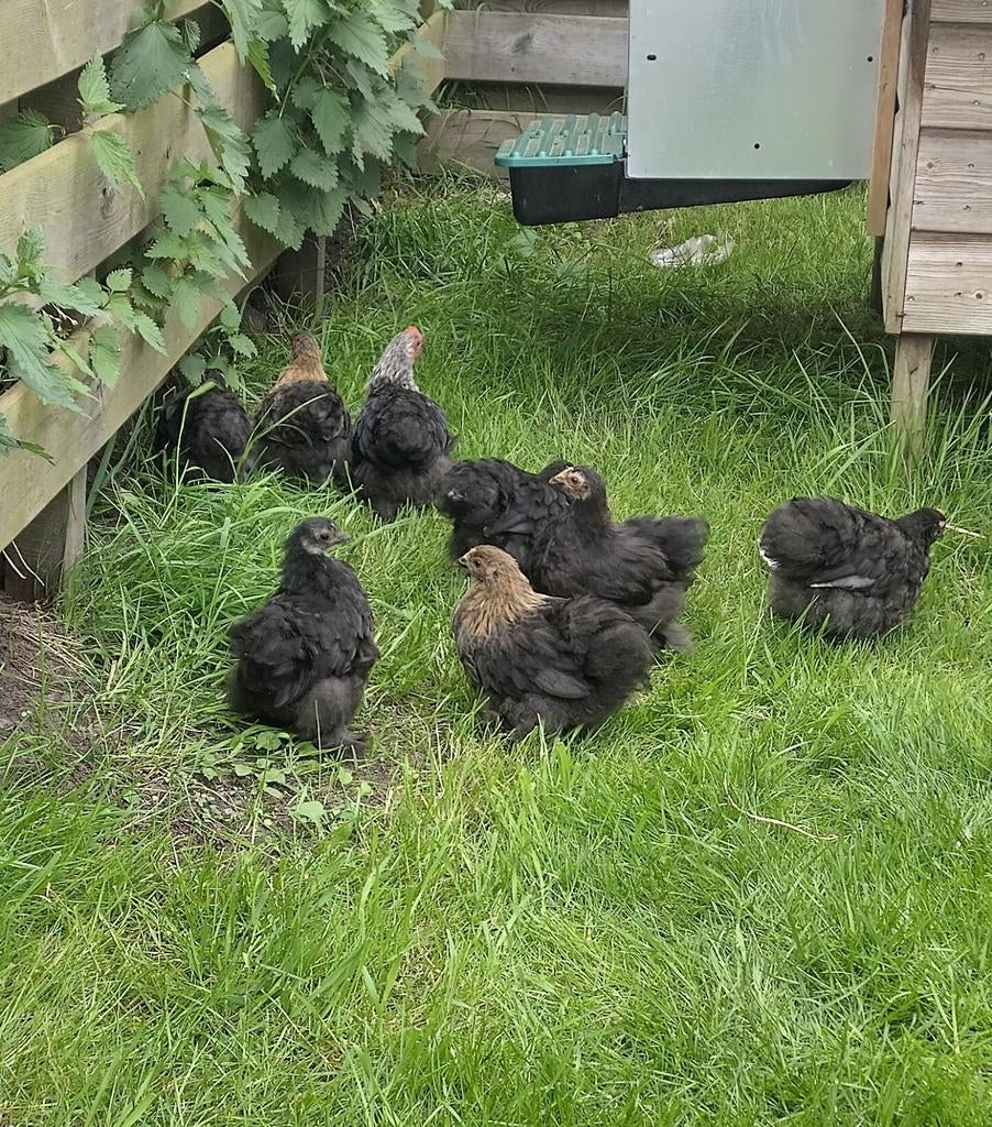2 Gratis Cochin kriel hanen, Dieren en Toebehoren, Pluimvee, Meerdere dieren, Kip