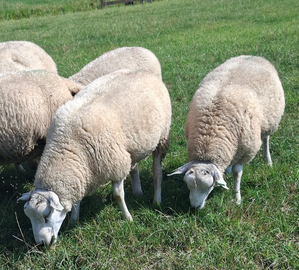 Beste "Noordhollander"  Dekrammen, zwoegervrij, Dieren en Toebehoren, Mannelijk, Schaap, 0 tot 2 jaar