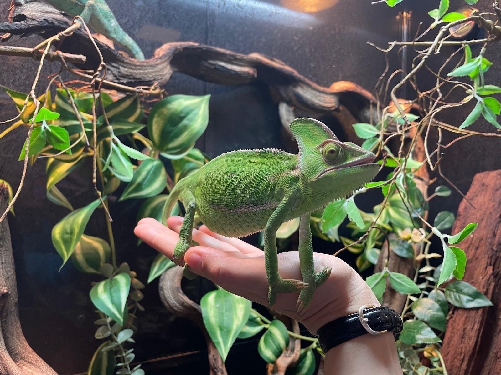 Jemenkameleon (chamaeleo calyptratus) Chameleon photo 4