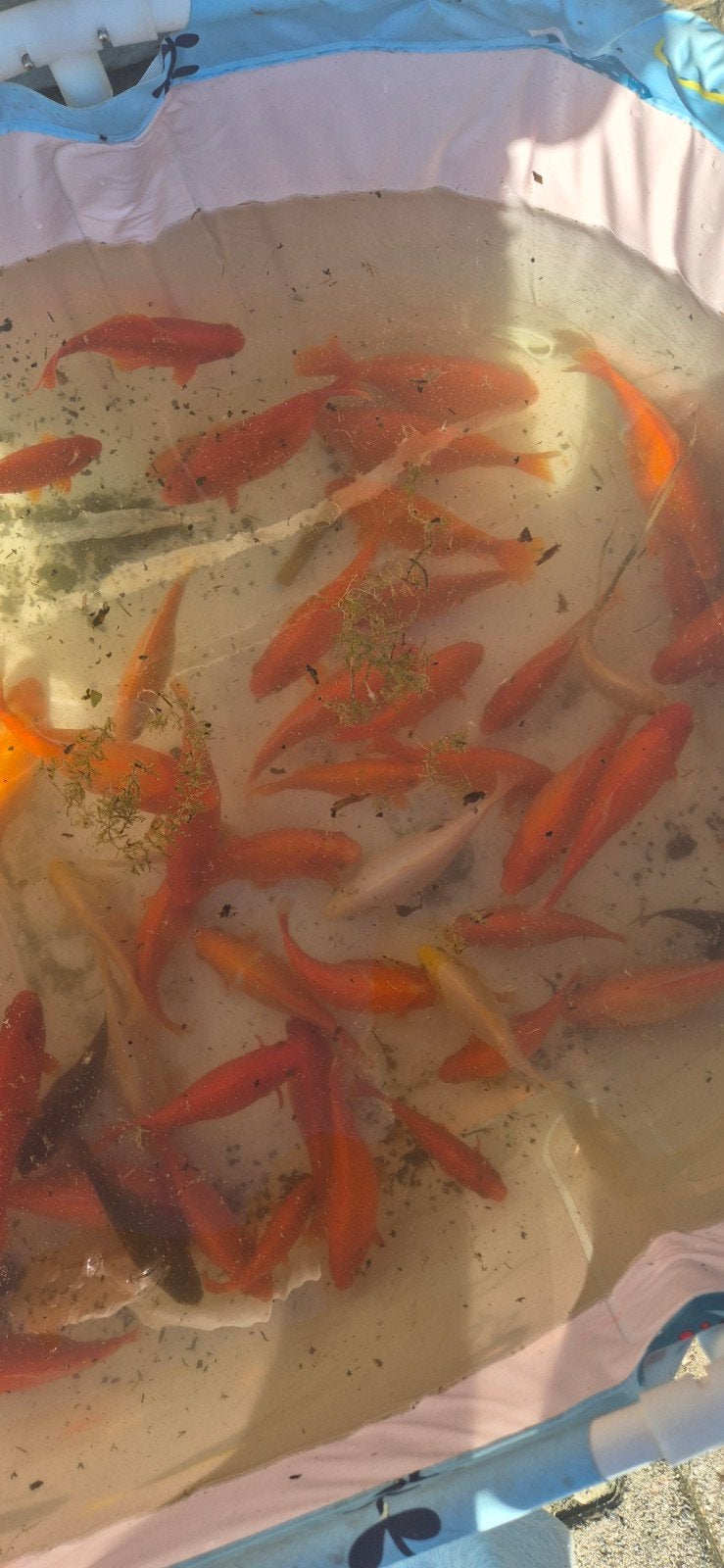 grote goud vissen, Dieren en Toebehoren, Goudvis(sen)