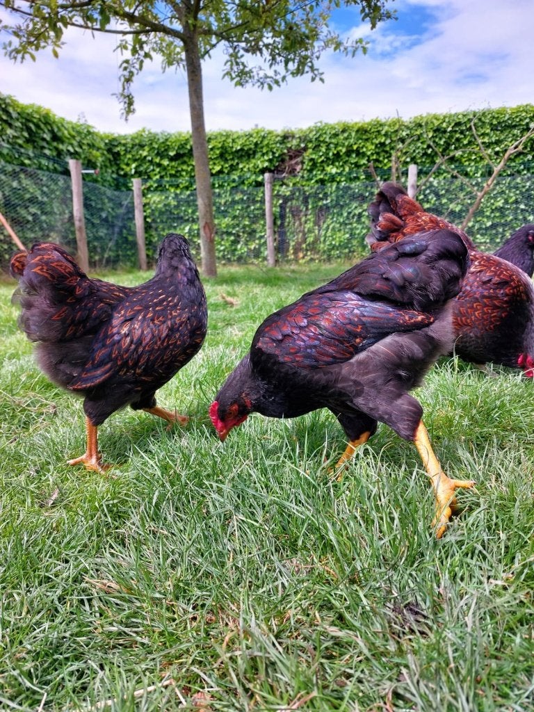 mooie dubbel gezoomde barnevelder kuikens, Dieren en Toebehoren, Pluimvee, Meerdere dieren, Kip