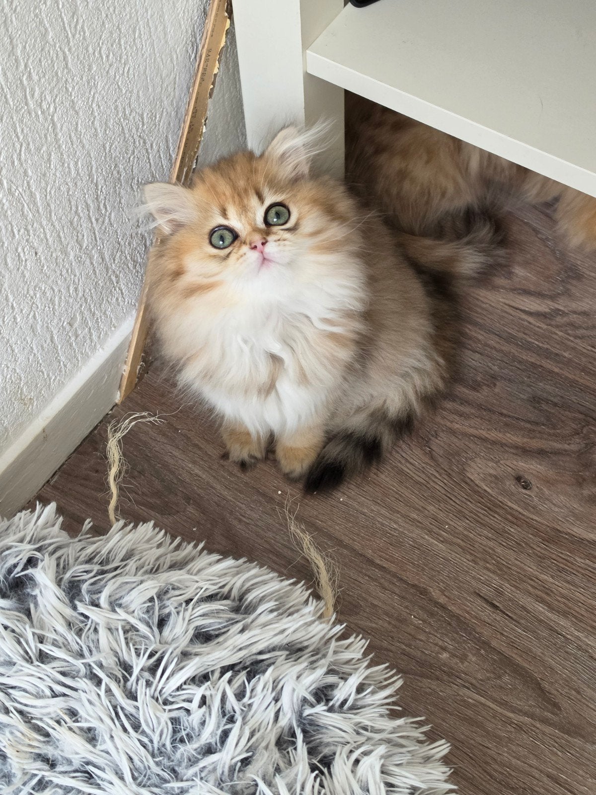 Kitten British, Meerdere dieren, Ontwormd, 0 tot 2 jaar