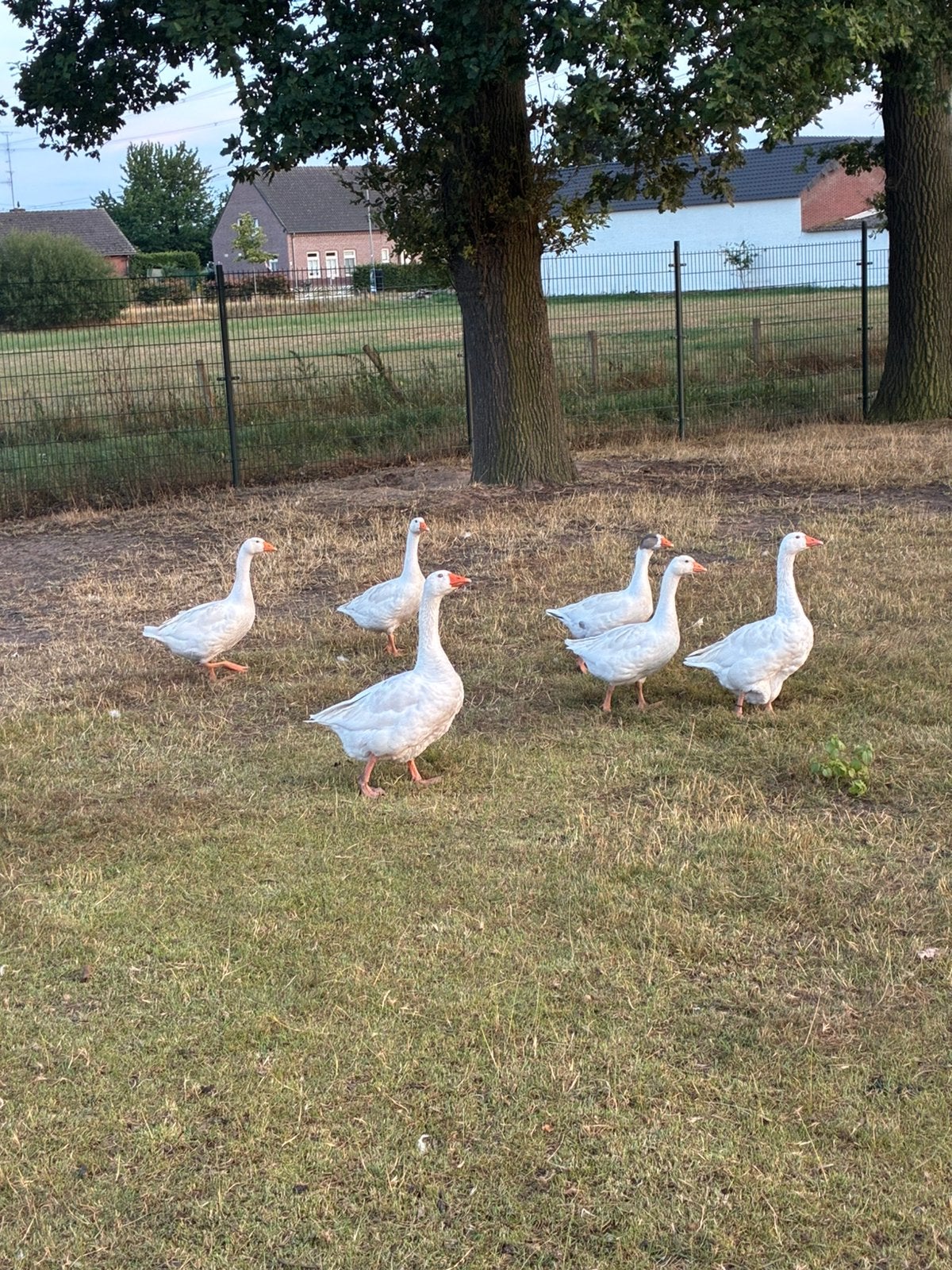 4 boeren ganzen, Dieren en Toebehoren, Geslacht onbekend, Gans of Zwaan
