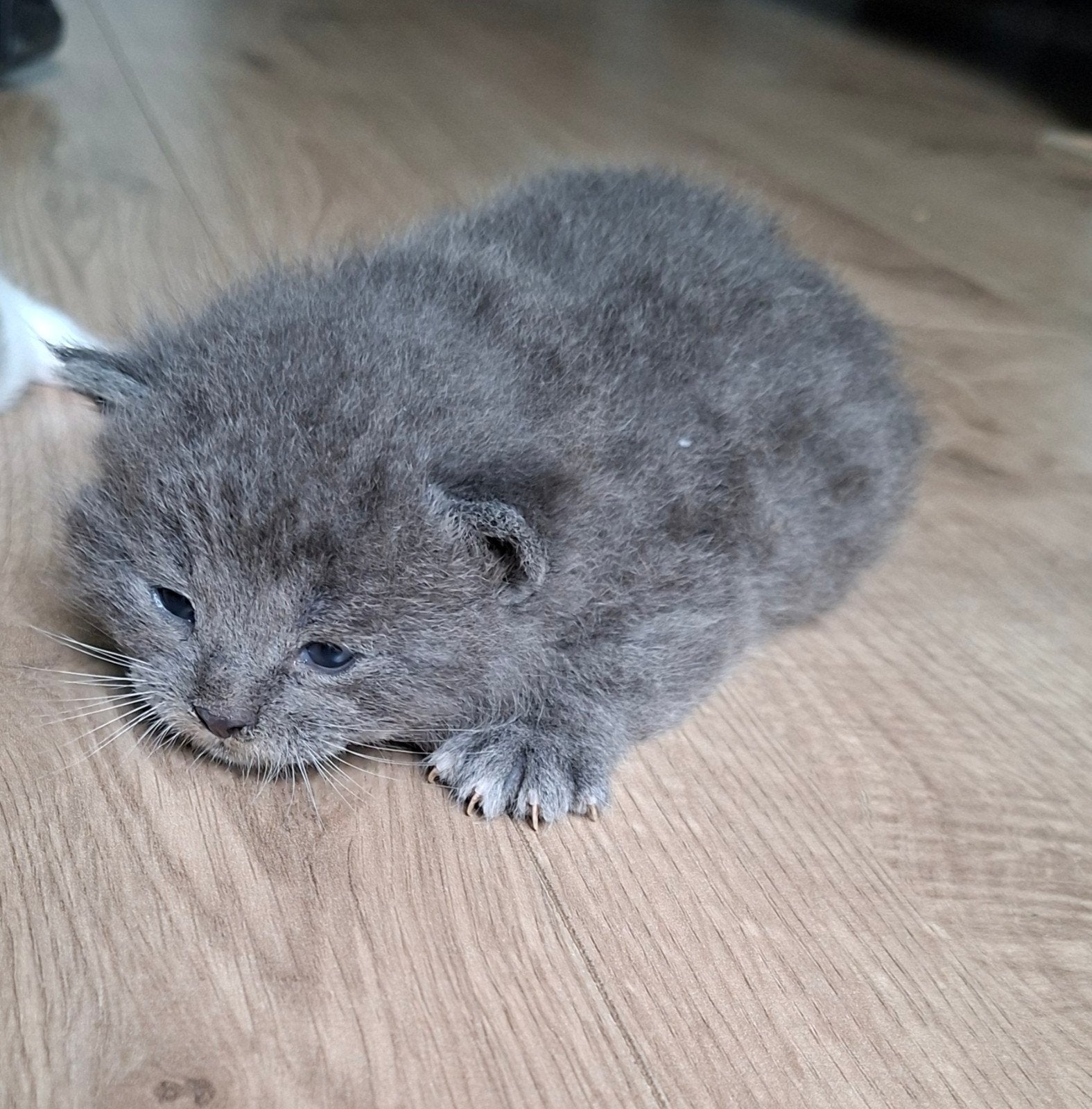 halflangharige kittens, Dieren en Toebehoren, Katten en Kittens | Overige Katten, Meerdere dieren