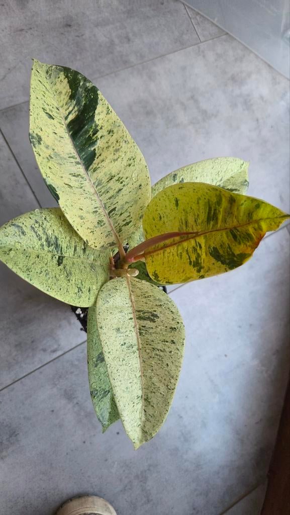 Ficus shiveriana, Huis en Inrichting, Kamerplanten, Ophalen of Verzenden, Ficus, Halfschaduw, Minder dan 100 cm