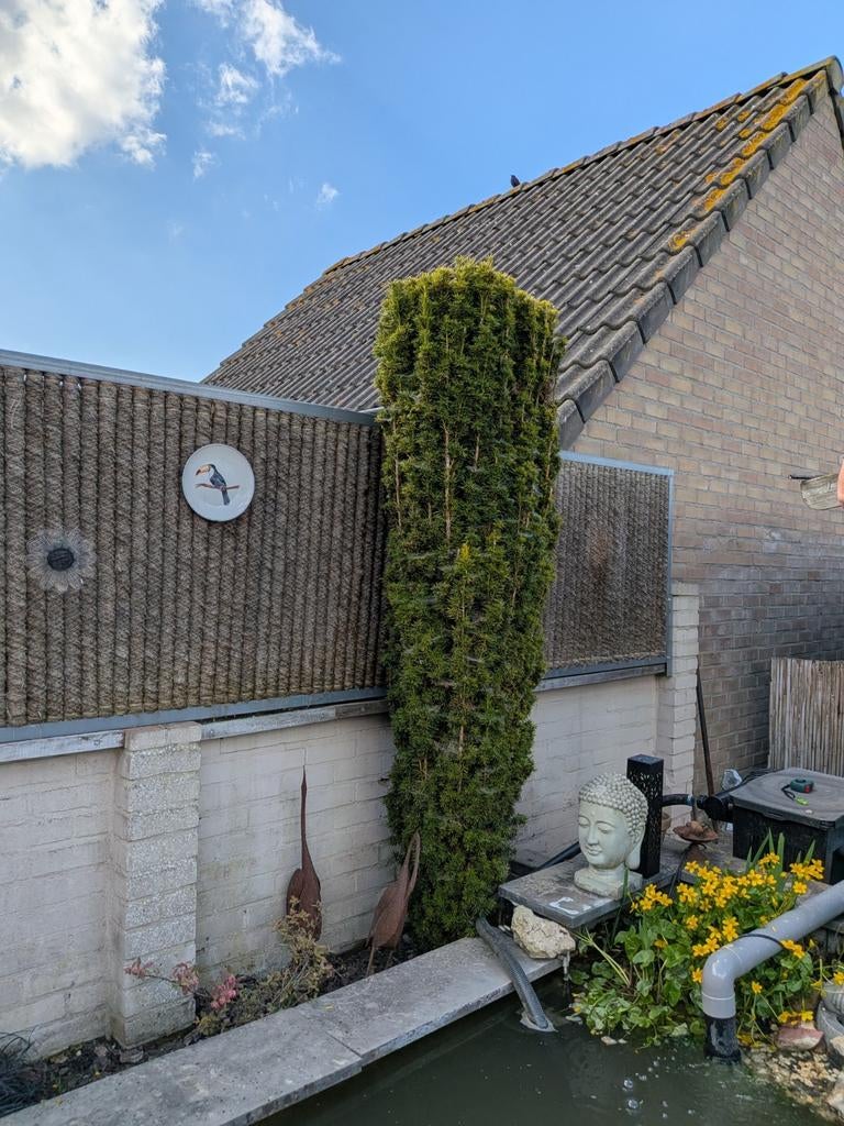 Grote Taxus - 2 tot 2,5 meter hoog, Vaste plant, Bloeit niet, Halfschaduw, Ophalen