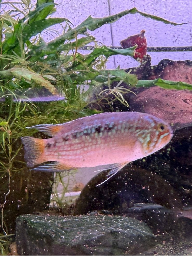Ivanacara adoketa, Dieren en Toebehoren, Vis, Zoetwatervis