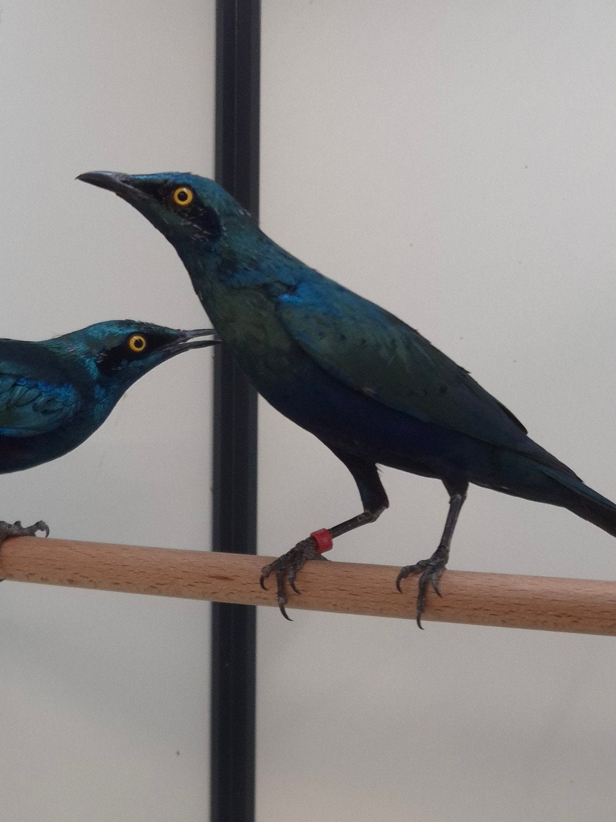 1-1 Blauwoor glansspreeuwen met dna, Dieren en Toebehoren, Meerdere dieren, Tropenvogel, Geringd