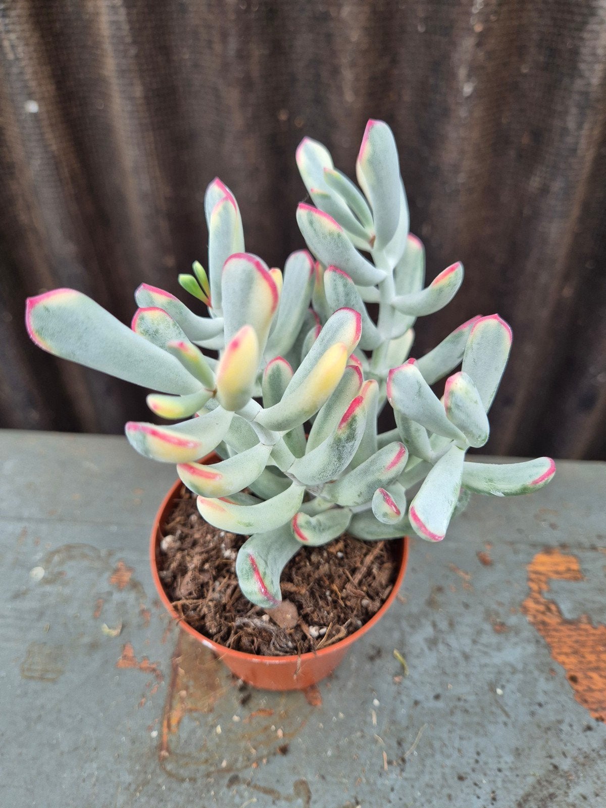 Cotyledon Orbiculata variegata p8, Ophalen of Verzenden, Halfschaduw, Minder dan 100 cm