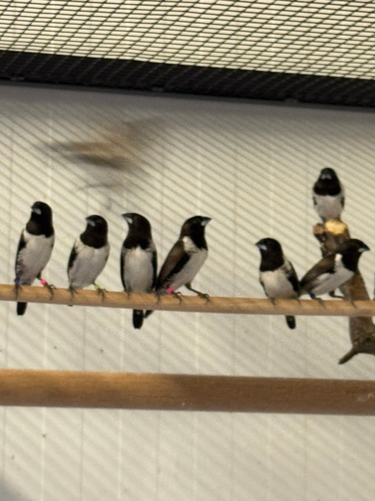 Koppeltjes Ekstertjes Spermestes cucullata, Meerdere dieren, Tropenvogel, Geringd