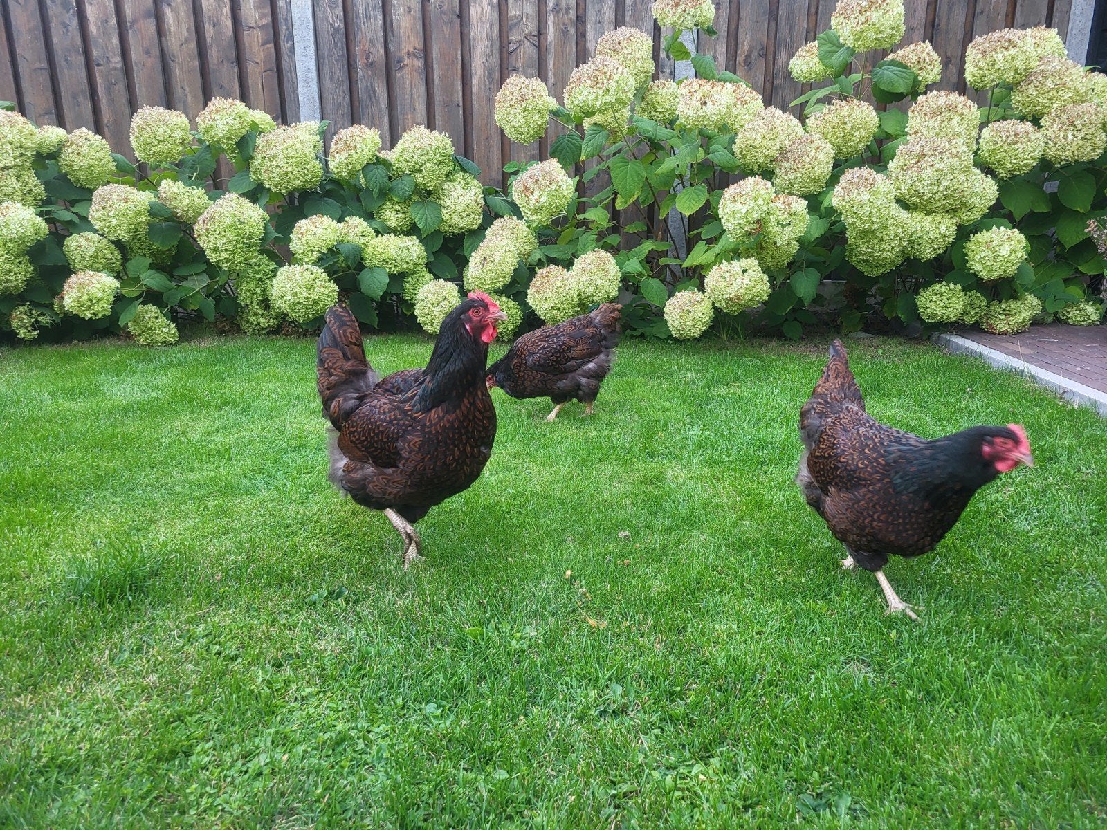 4 Barnevelders dubbelgezoomd, Dieren en Toebehoren, Vrouwelijk, Kip