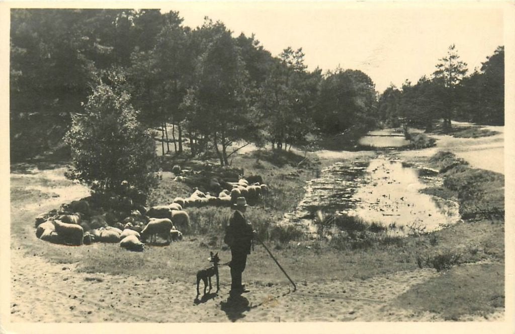 378-298-013 Schaapsherder in het Gooi, Verzenden, Voor 1920, Noord-Holland