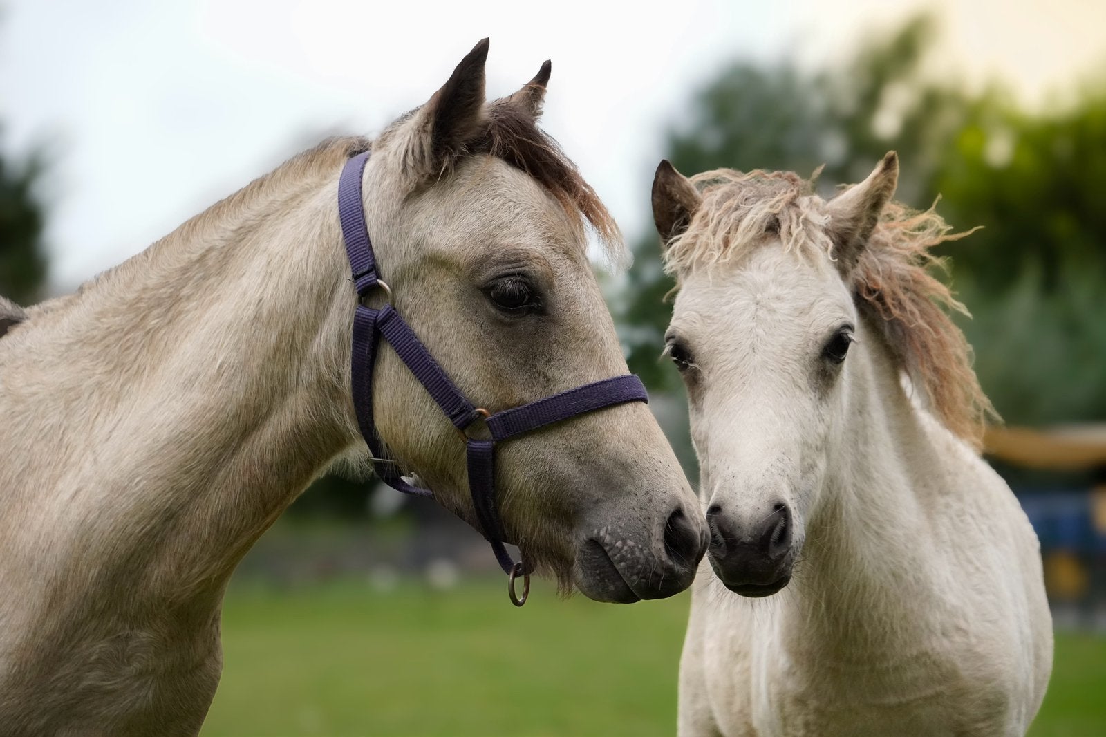 3 mooie Fallabella’s te koop. 2 Merie’s en een hengst, Dieren en Toebehoren, Minder dan 160 cm, 0 tot 2 jaar, Gechipt, Onbeleerd