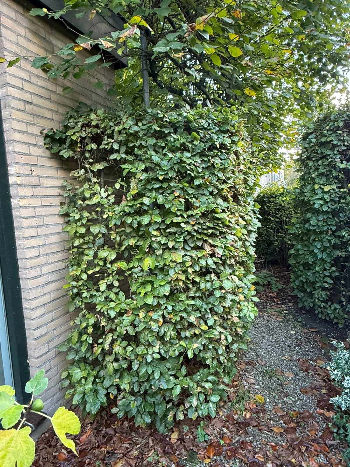 Beukenhaag - gratis, zelf uitgraven, Tuin en Terras, Ophalen, Beukenhaag, 100 tot 250 cm