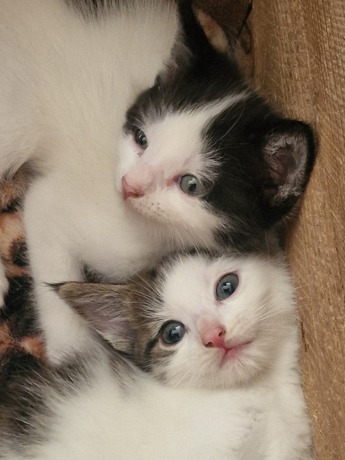 3 kittens beschikbaar 28 juli mogen ze nest verlaten