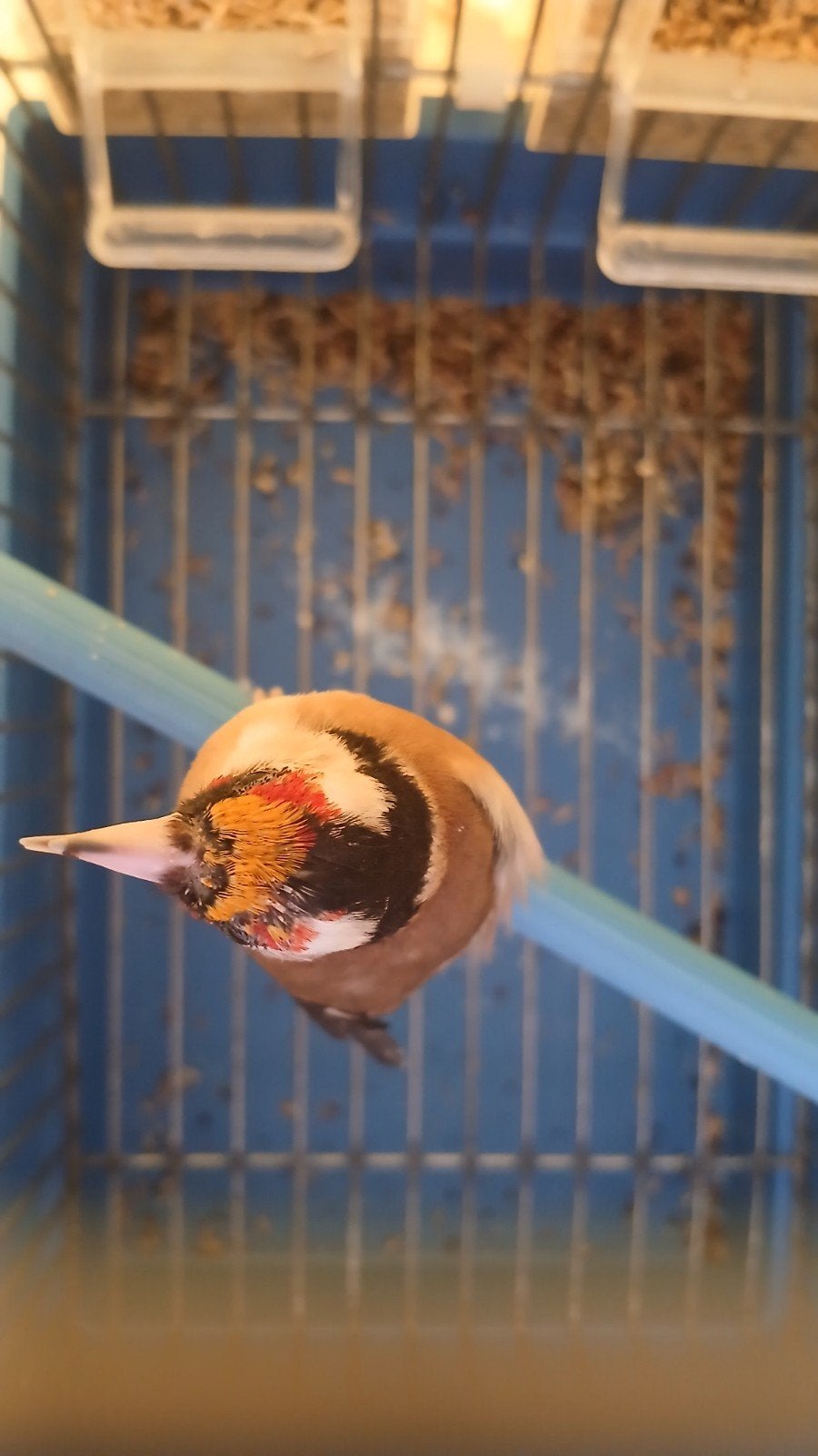 Een- kleine  parva putter jaar 2025.DZ., Mannelijk, Wildzangvogel, Geringd