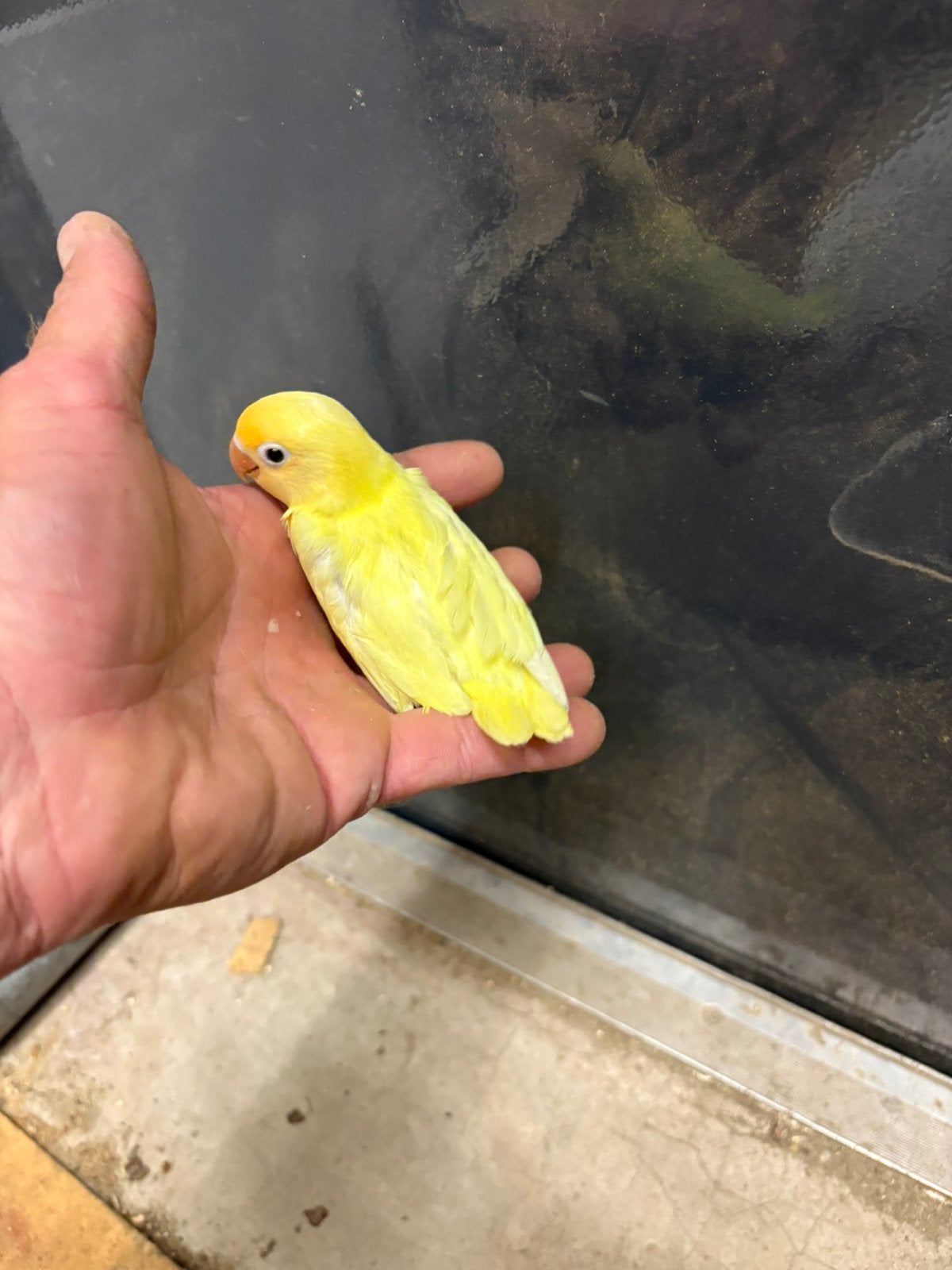 Agapornis Fischeri, Amfibie, Tam, 0 tot 2 jaar