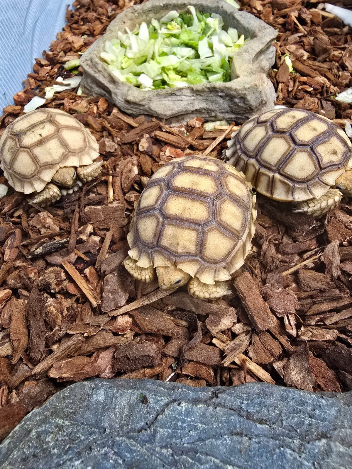 Sporenschildpadden (Centrochelys sulcata) nk2026 Tortoise photo 2