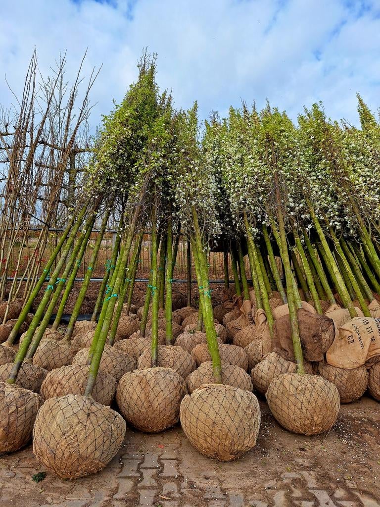 Pyrus Chanticleer (Chinese Sierpeer) 🌳❗️hoge kwaliteit❗️🌳, Ophalen