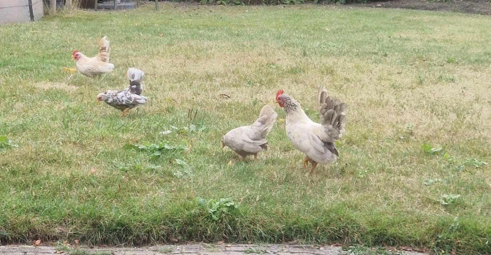 serama krielkipjes en haantjes, Dieren en Toebehoren, Meerdere dieren, Kip