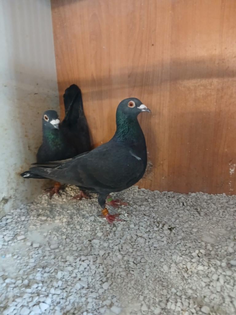 Koppel kleurpostduiven zwart, Dieren en Toebehoren, Vogels | Duiven, Meerdere dieren, Postduif