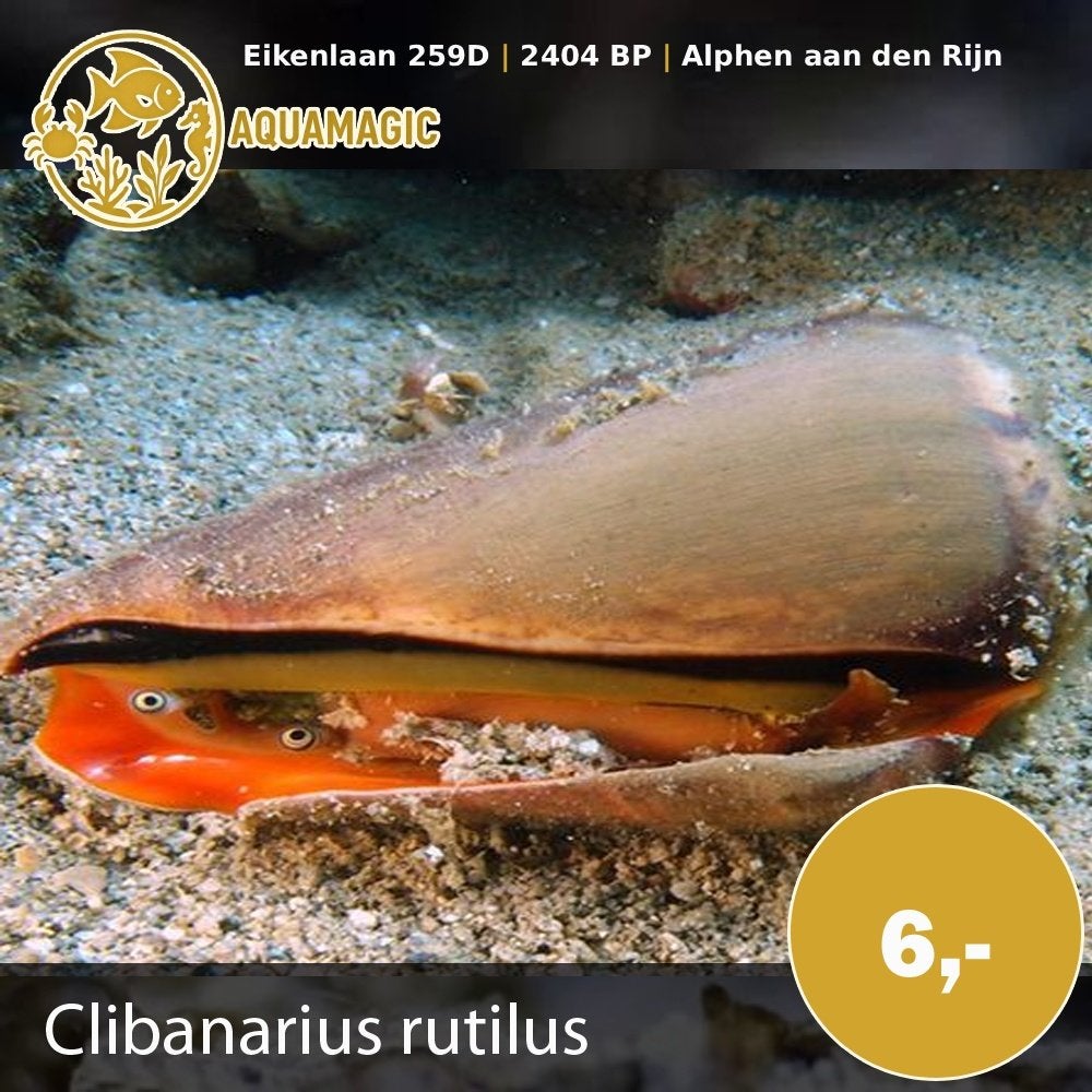 conomurex luhuanus, Vis, Zoutwatervis