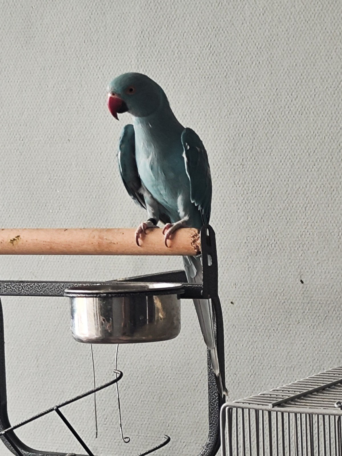 Te koop halsbandparkiet.