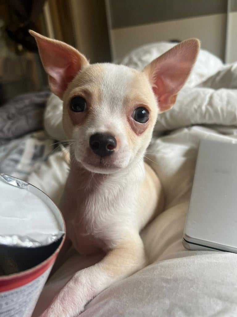 Chihuahua, Parvo, Nederland, Reu, 8 tot 15 weken
