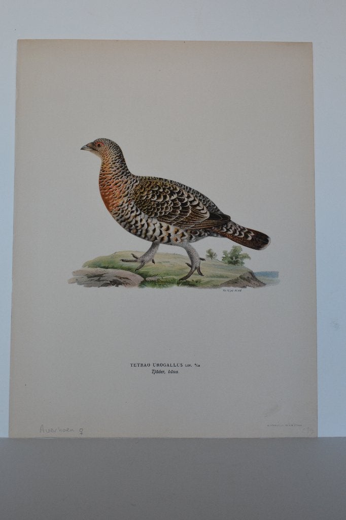 AUERHOEN VROUWTJE VOGEL TETRAA UROGALLUS Mooie Litho VC1, Origineel, Ophalen of Verzenden, Lithografie, Dieren en Natuur