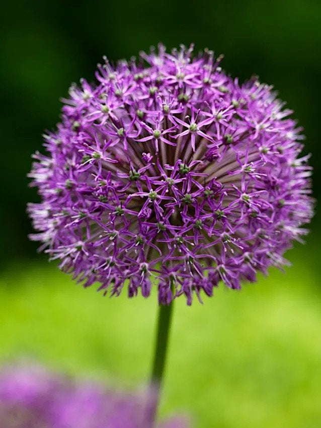 gladiator allium bollen, Ophalen of Verzenden, Volle zon