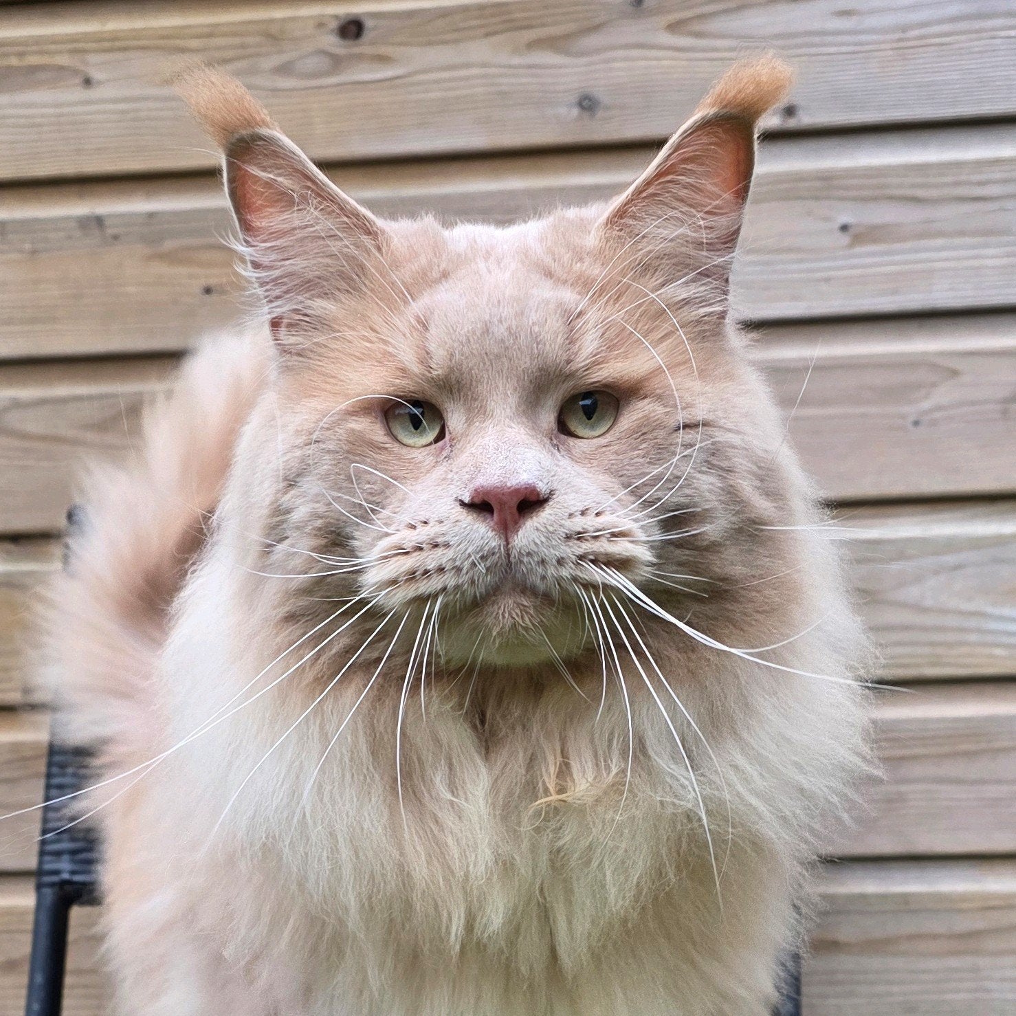 Maine Coon Dekkater met Gouden Karakter!, Dieren en Toebehoren, 0 tot 2 jaar