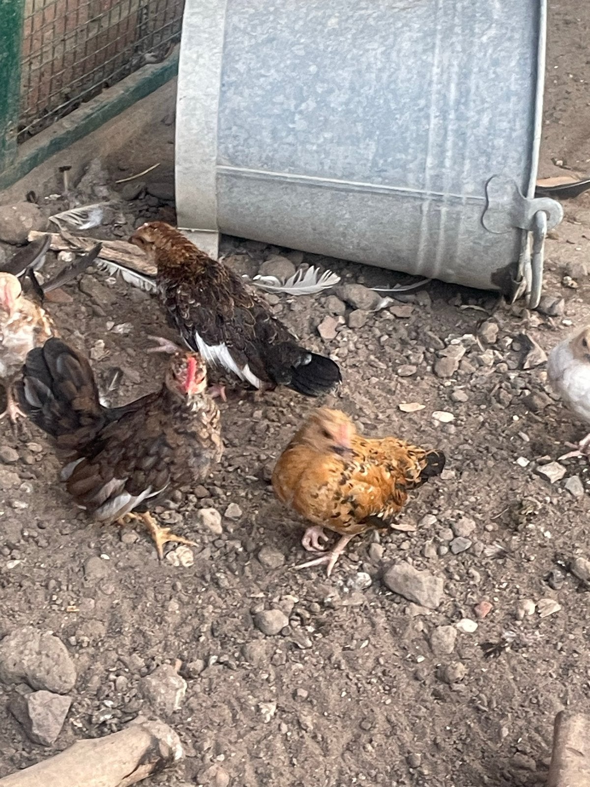 Te koop 5 hobby kipjes, Dieren en Toebehoren, Pluimvee, Meerdere dieren, Kip
