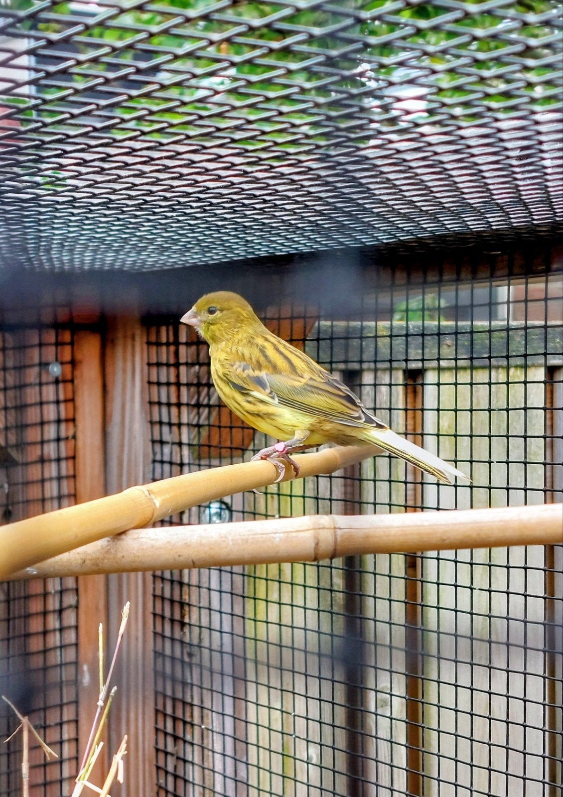 Waterslager x timbrado, Dieren en Toebehoren, Vogels | Kanaries, Geslacht onbekend, Kleurkanarie