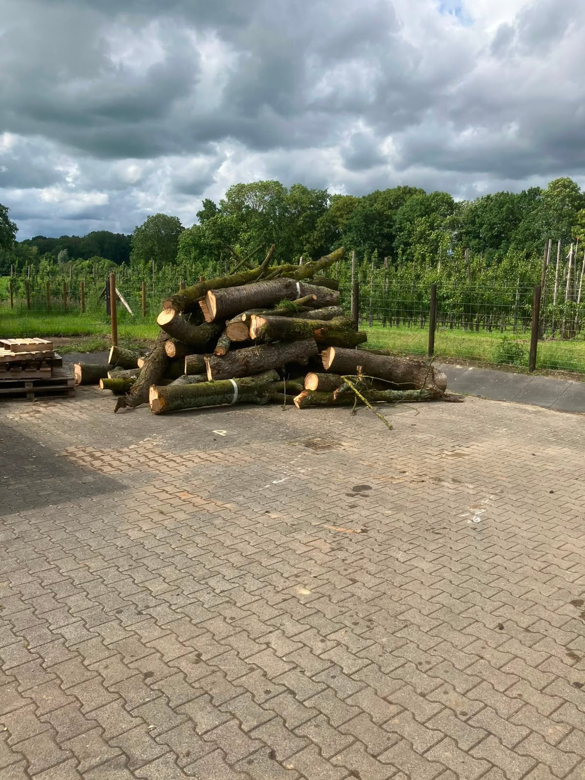 20 kuub kersenhout, Tuin en Terras, Haardhout, Ophalen, Stammen