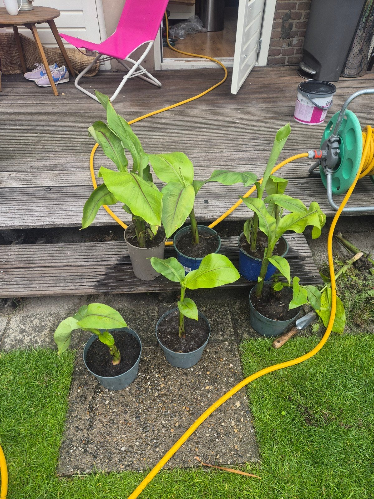 Bananenboom

MUSA BASJOO, Tuin en Terras, Ophalen, Overige soorten, Volle zon