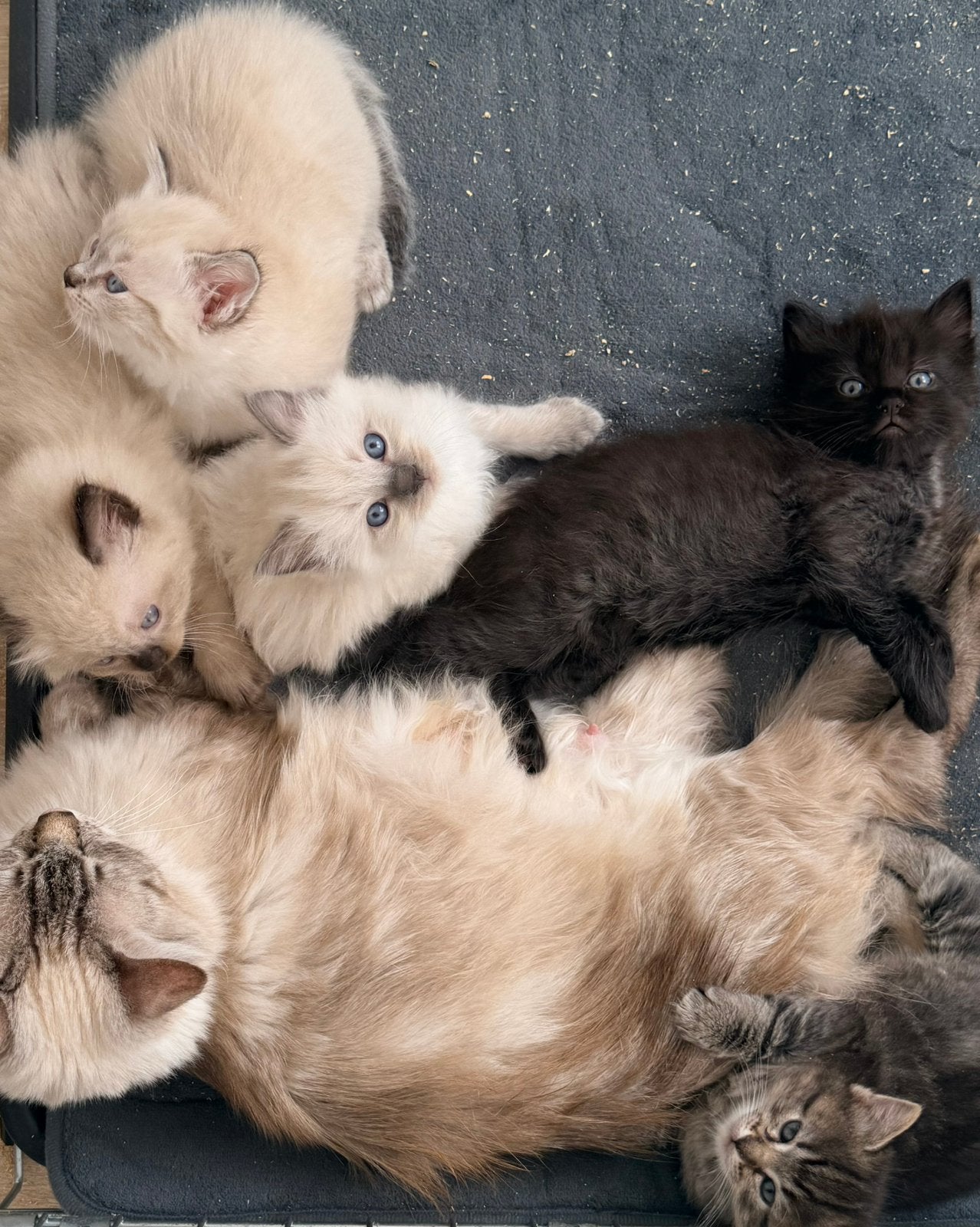 Ragdoll kittens, Dieren en Toebehoren, Meerdere dieren, Ontwormd, 0 tot 2 jaar