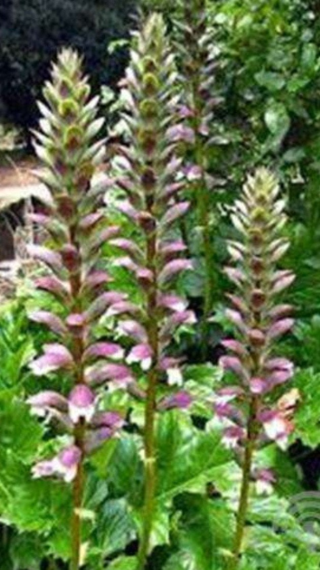 Acanthus, diverse vaste planten, per stuk €1,75, Volle zon, Vaste plant, Zomer, Ophalen