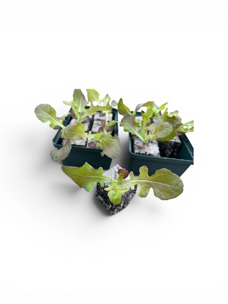 Biologische eikenblad sla groente plantjes, Tuin en Terras, Planten | Tuinplanten, Ophalen, Eenjarig, Groenteplanten, Volle zon