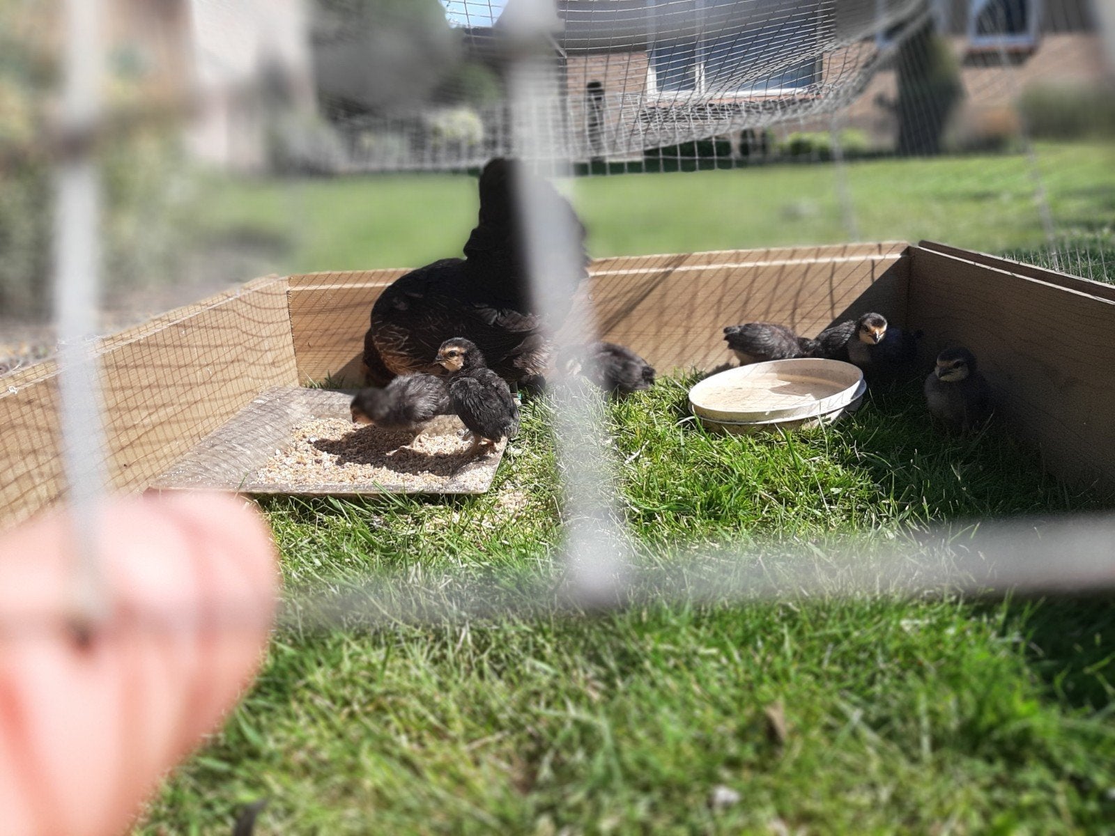 Andwerpse baardkriel met 8 kuikens 10 dagen oud., Meerdere dieren, Kip