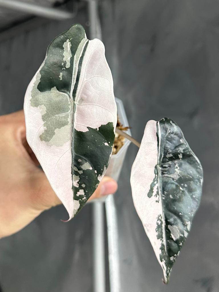 Alocasia chantrieri pink variegated, Ophalen of Verzenden, Overige soorten, Volle zon