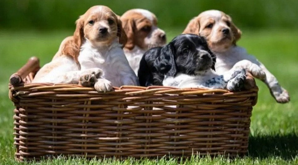 Britanny-spaniêl, Parvo, België, Fokker | Hobbymatig, 8 tot 15 weken