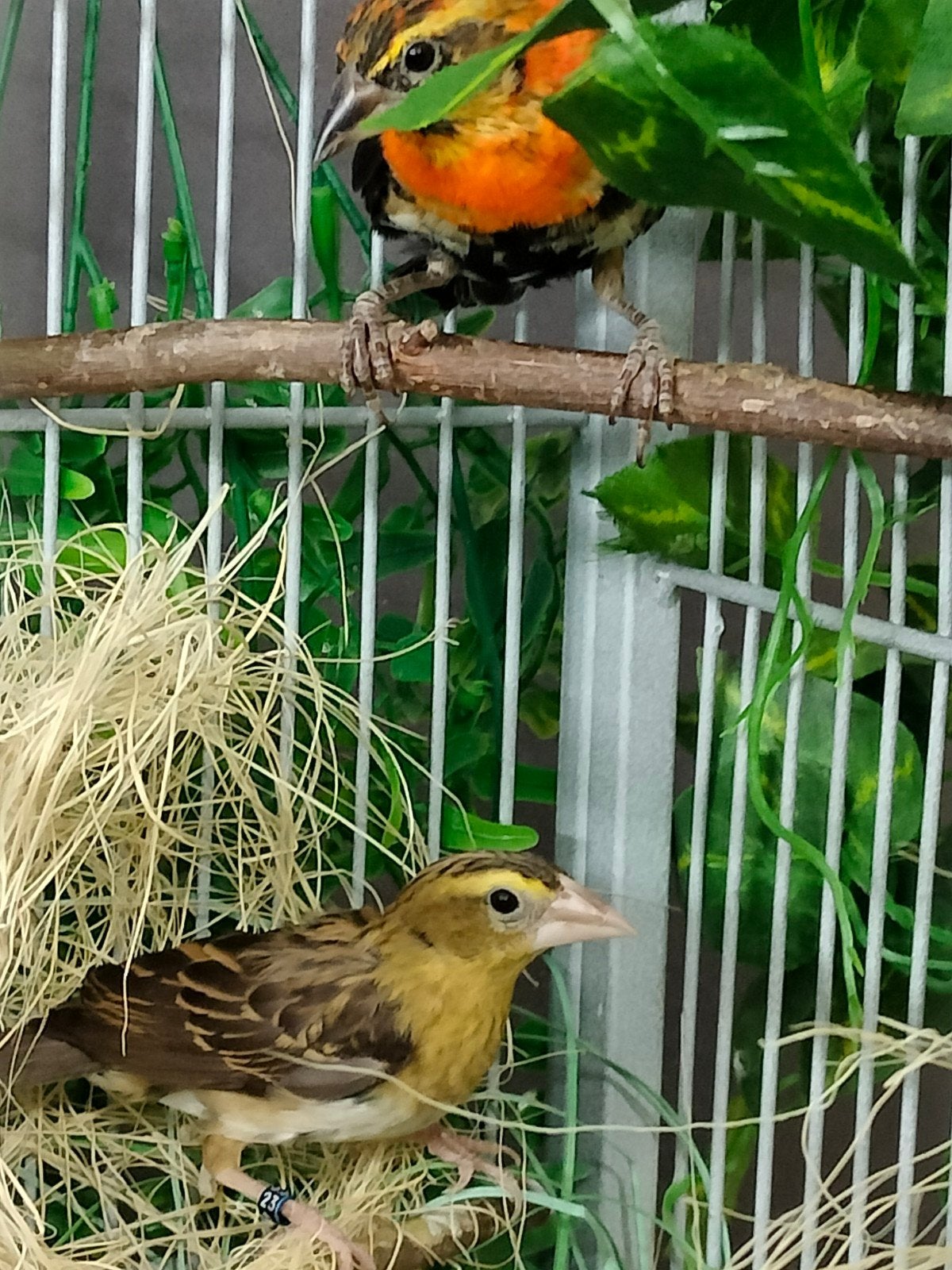 mooi koppel vlammen/ oranje wevers van 24, Dieren en Toebehoren, Vogels | Overige Vogels, Meerdere dieren