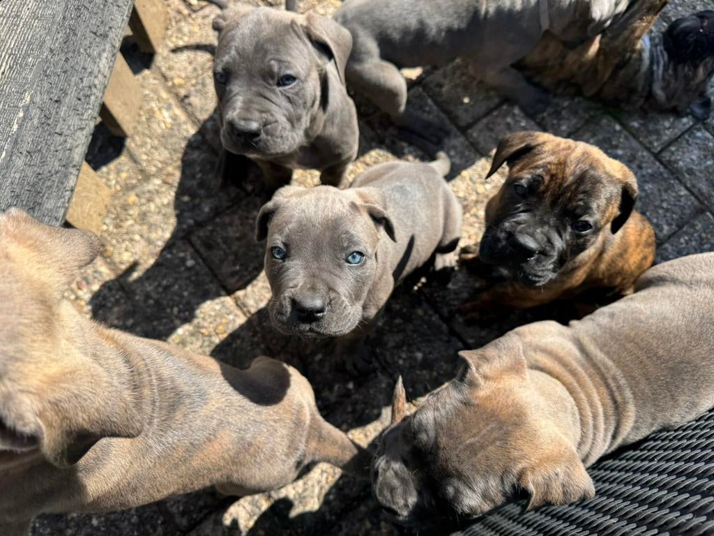 Sterke, gezonde Cane Corso x Boerboel pups beschikbaar., Dieren en Toebehoren, 8 tot 15 weken, Groot, Meerdere, Meerdere dieren