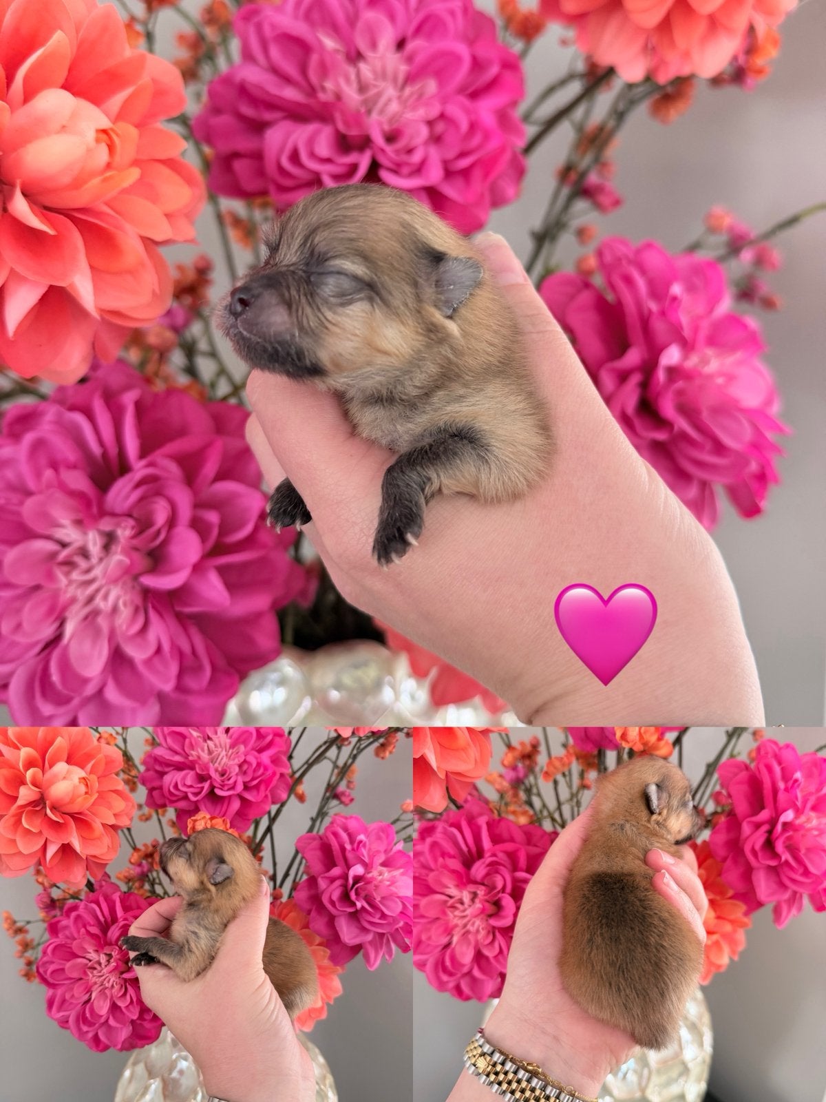 Prachtig nestje Pomeranians pups, Overige rassen, Geslacht onbekend, Meerdere, Nederland