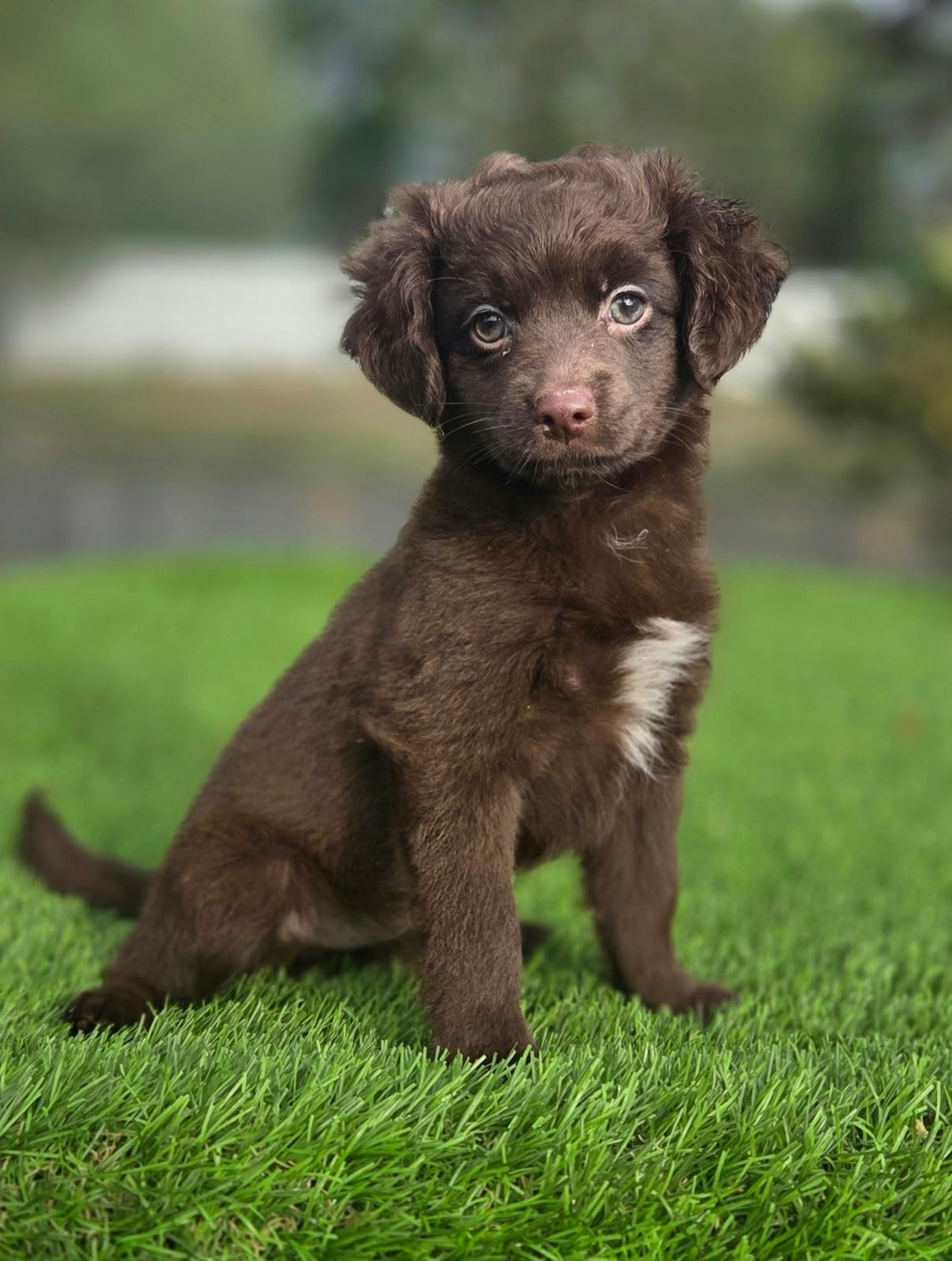 te koop Maltipoo x Boomer