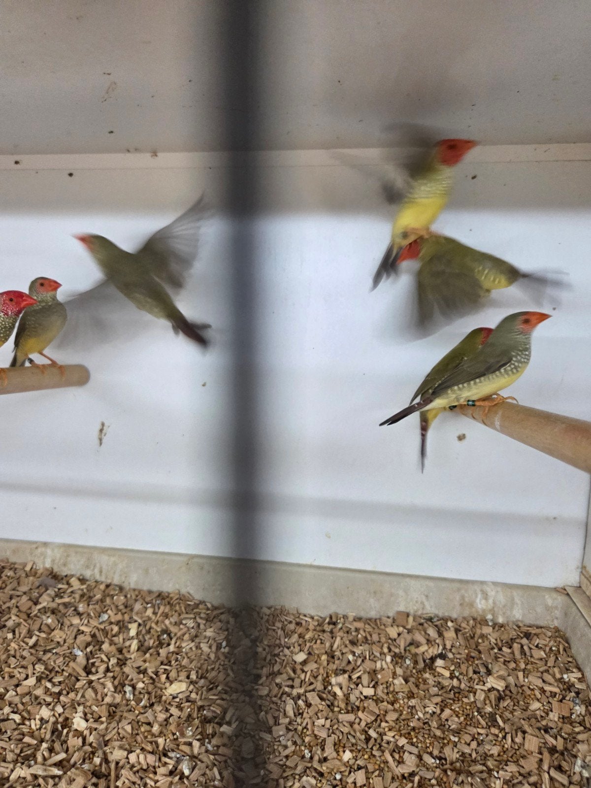 mooie binzen, Dieren en Toebehoren, Vogels | Overige Vogels, Meerdere dieren