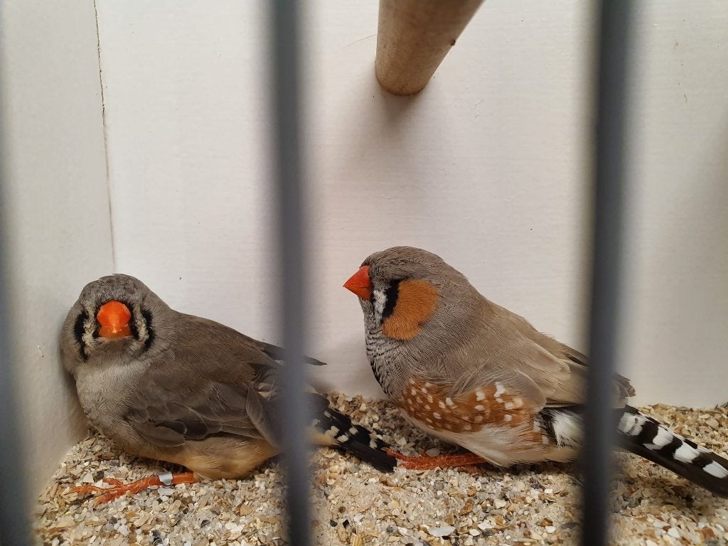 Partij forse zebravinken xl xxl 15-15, Meerdere dieren, Tropenvogel