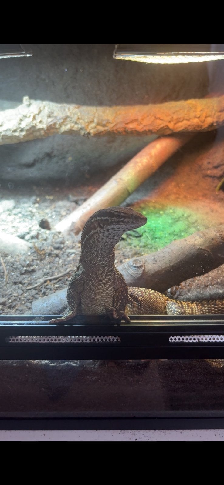 Ackiemonitor/stekelstaartvaraan - tam, jong & nieuwsgierig Monitor Lizard photo 5