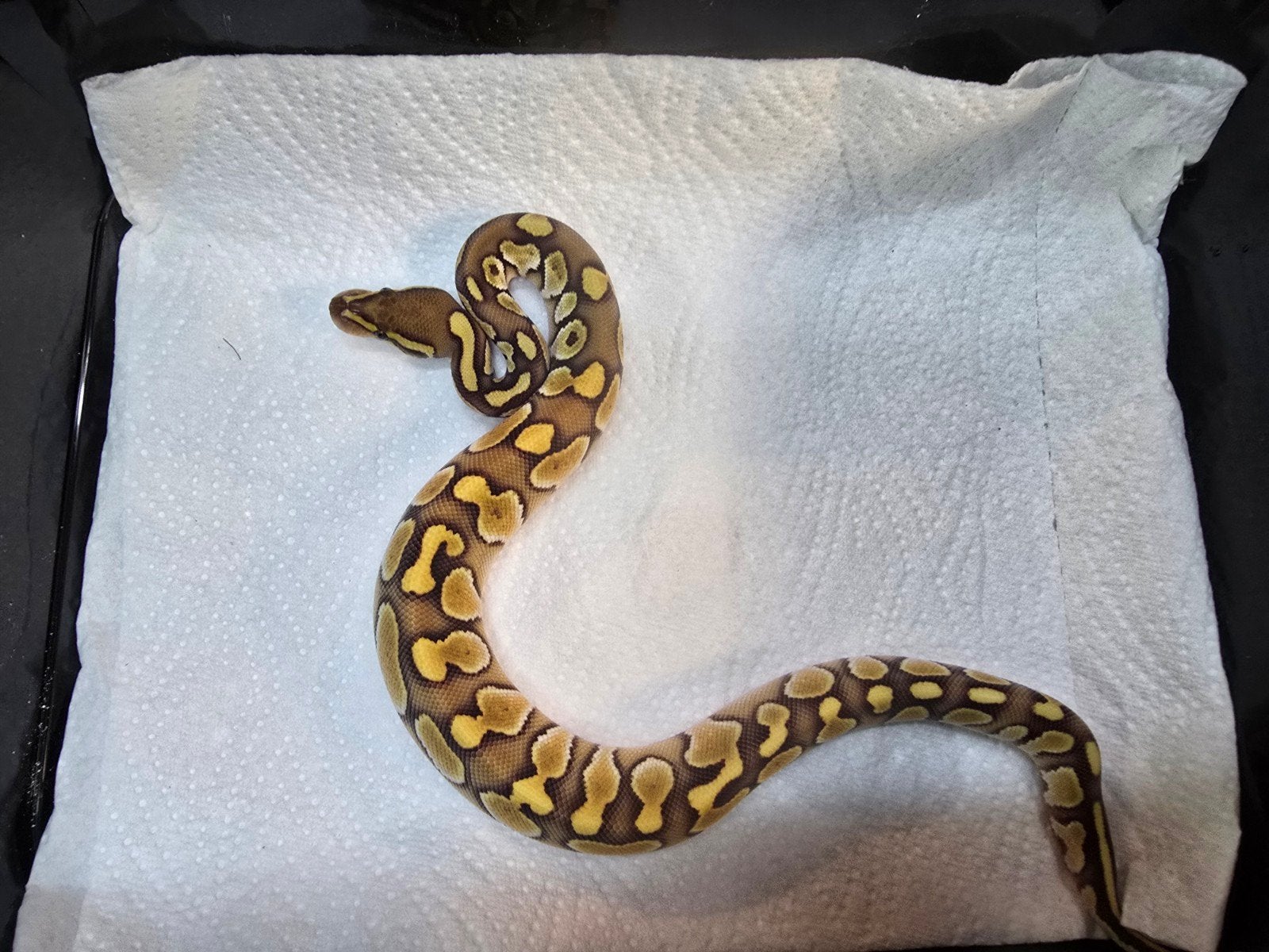 Koningspython (Python regius) – Nederlandse nakweek 2026

Op Ball Python photo 3
