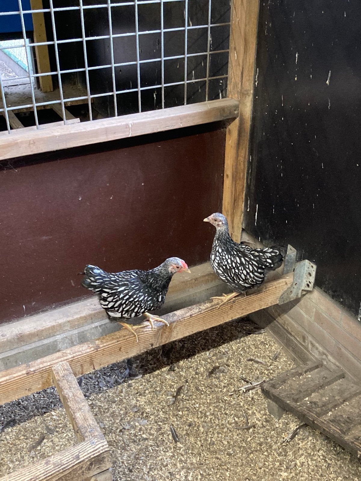 Te koop Wyandotte kriel kippen, Meerdere dieren